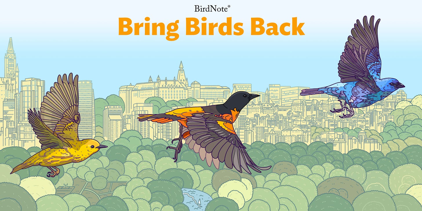 illustration featuring three birds flying across urban park - flyer for BirdNote's Bring Birds Back podcast