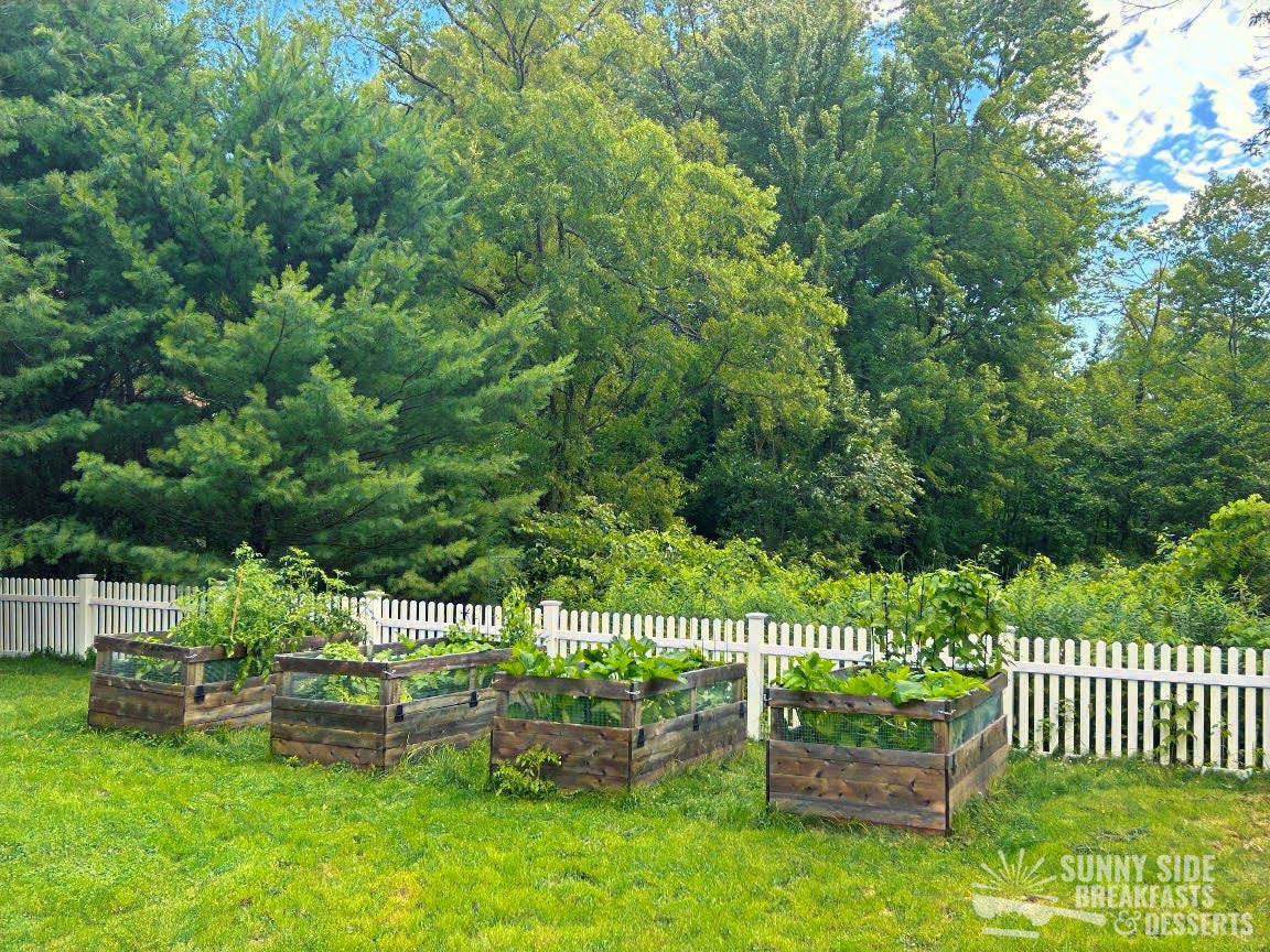 Garden with trees in background, white fence and raised vegetable beds.