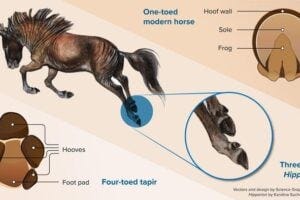 Plantar (underneath) view of feet of a four-toed tapir (left) and a one-toed horse (right) and in the middle, a reconstruction of the extinct three-toed horse