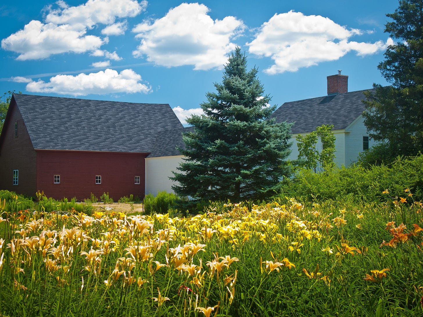 Daylily farm