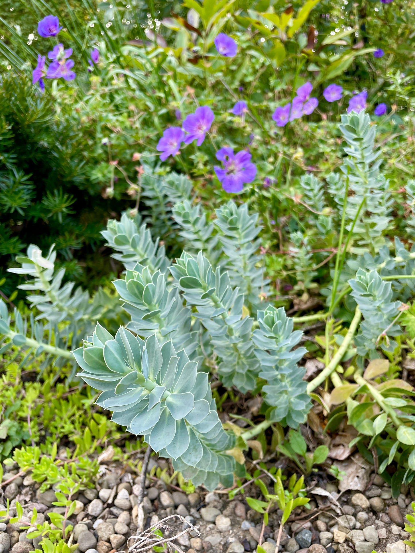 Euphorbia myrsinities and Geranium ‘Rozanne’