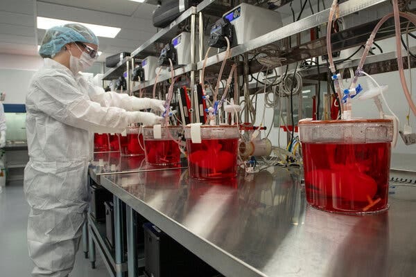 Jars containing red liquid and pig kidneys sit in a row on a lab counter connected to tubes and machinery. A technician adjusts one of the tubes coming from one of the jars.