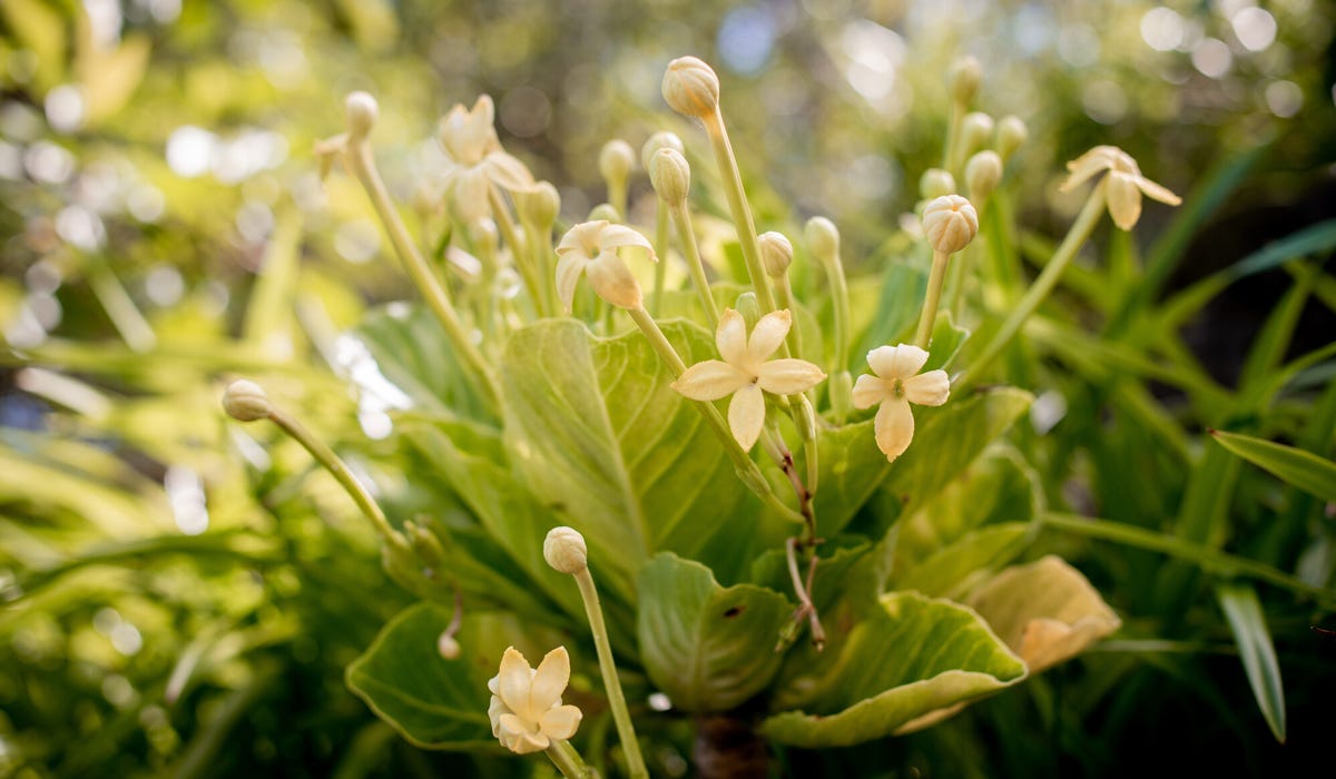 Flowering ʻālula