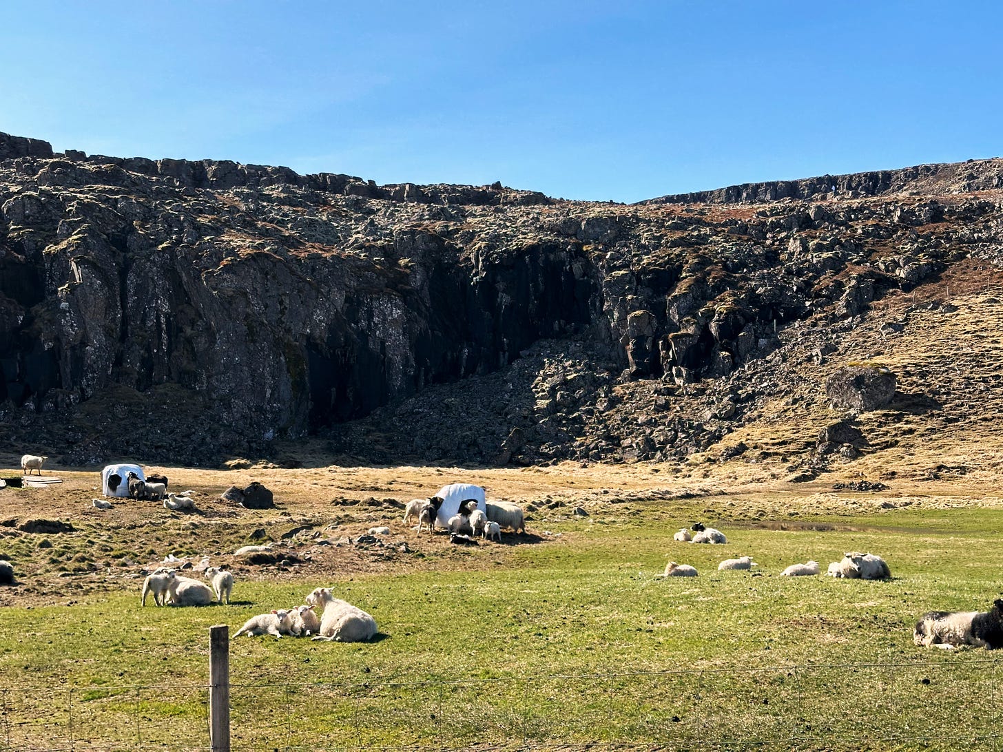 A sheep field filled with mothers and baby lambs.  There is a rocky cliff behind, green grass to graze on and lots of little lambs to watch.