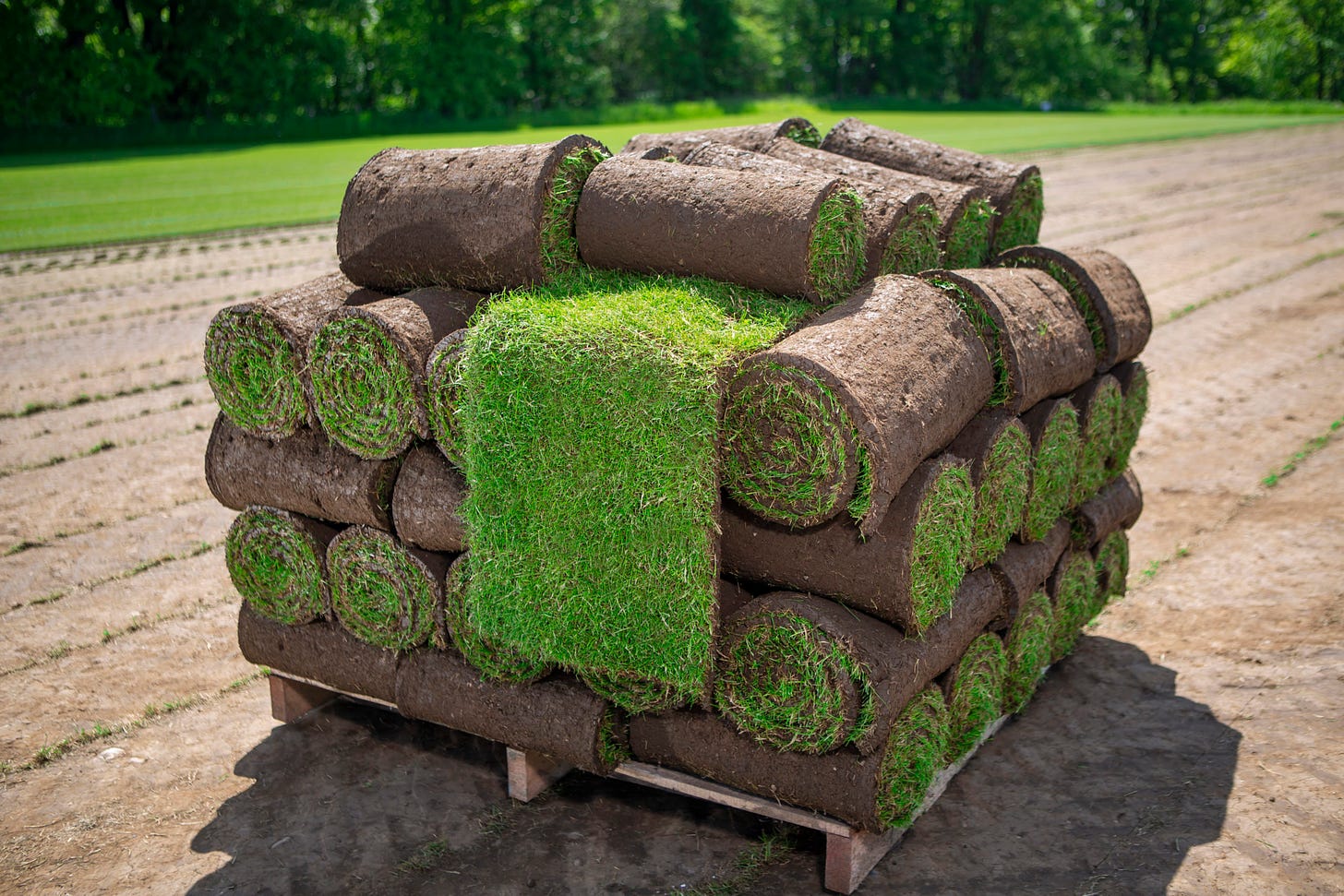 A square wooden pallet with 68 rolls of grass terf stacked on it in four layers of 15 and 8 on the top layer. One roll is half unrolled with a grass layer hanging down the front like a tongue. The pallet sites on a field of dirt where the layers were removed. You can see a grass field and the bottom of trees in the background.