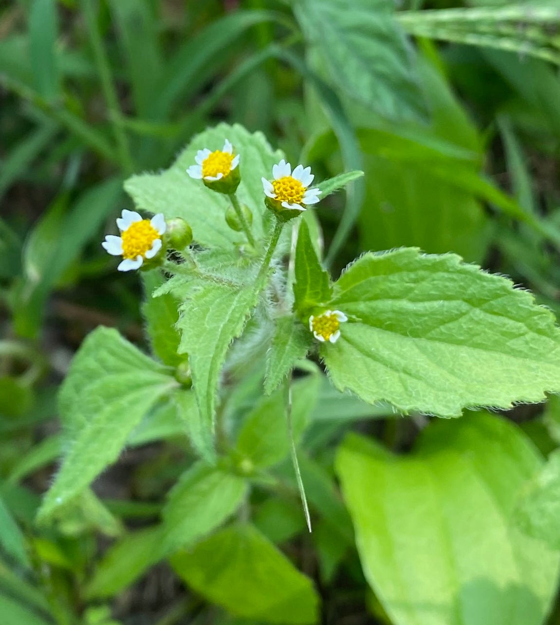 Quickweed, Galinsoga ciliate or quadriradiata flowers