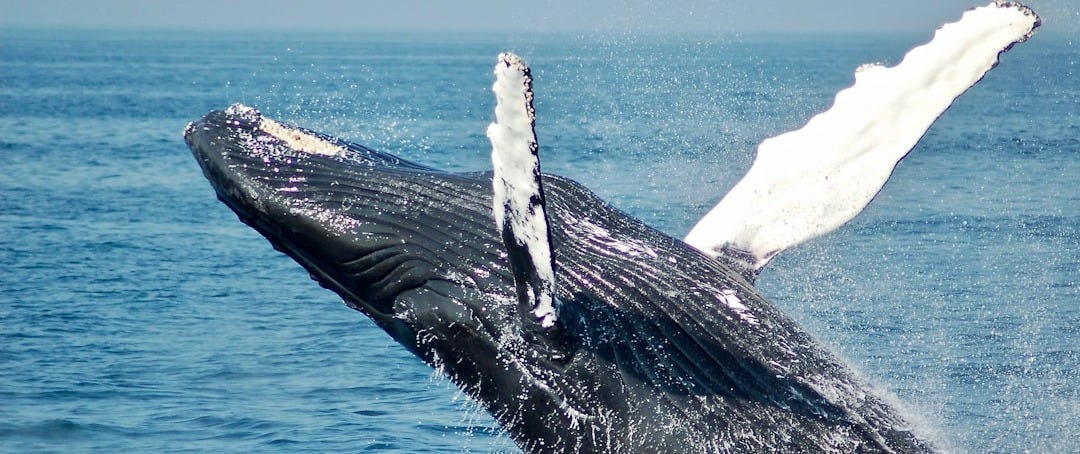 blue whale on sea