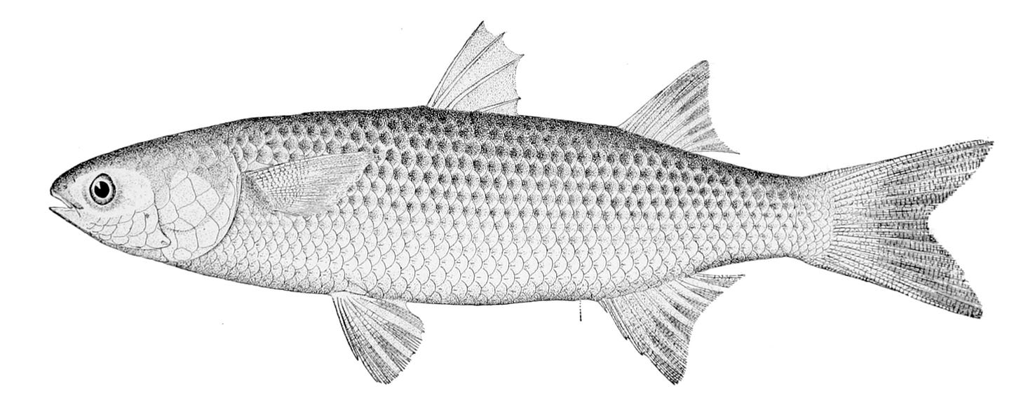A drawing of a grey mullet fish