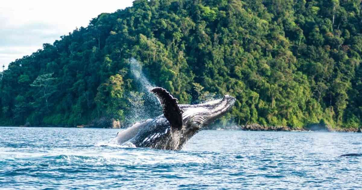 Ocho lugares para avistar las ballenas jorobadas en el Pacífico colombiano