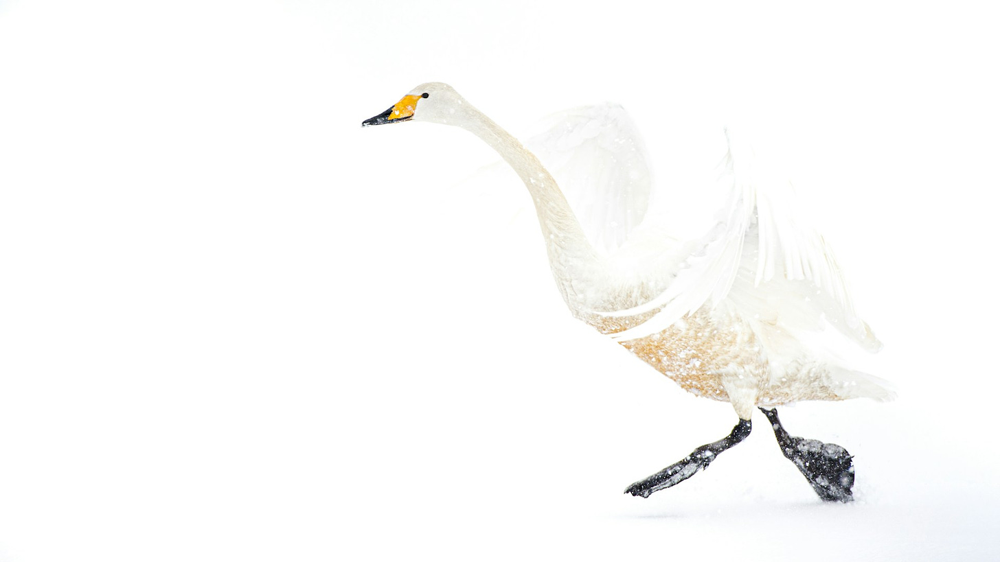 a swan emerging from the snow and transforming into a dragon 