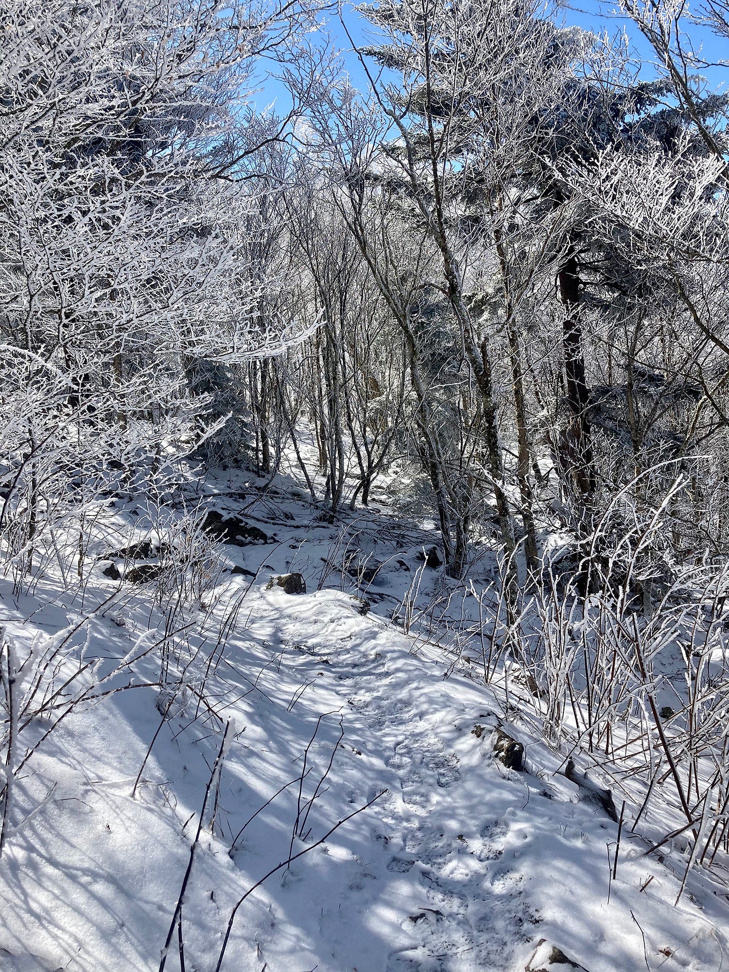 After graduating high school during Covid, it was hard to see a path. That’s why I decided to hike the Appalachian Trail, writes Elias Wachtel for The Free Press.