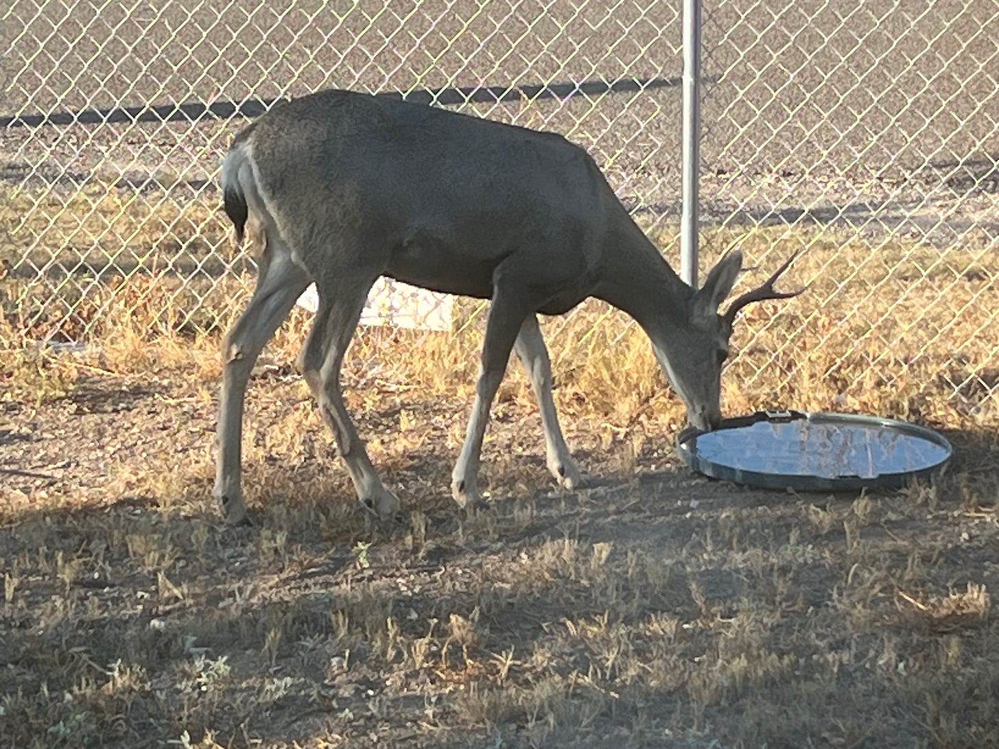 A deer drinking from a pool of water

Description automatically generated