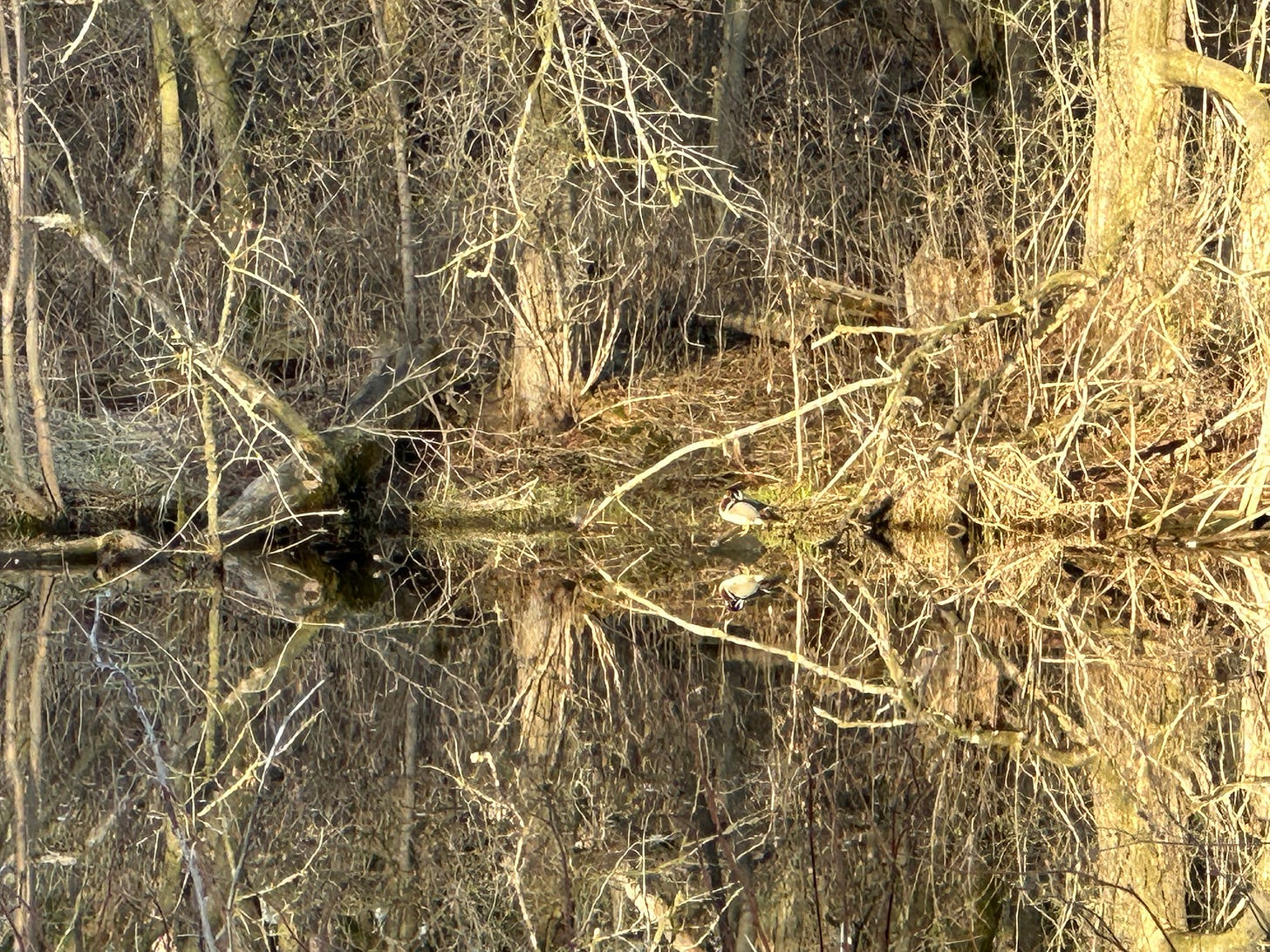 A wood duck sleeps on the far bank of a pond with a background of tangled, yet-to-bud trees and bushes.