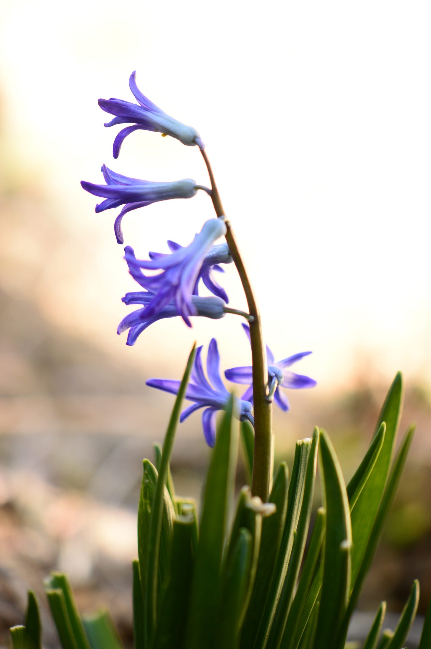 a stem of Roman hyacinths with the florets in profile against a light background