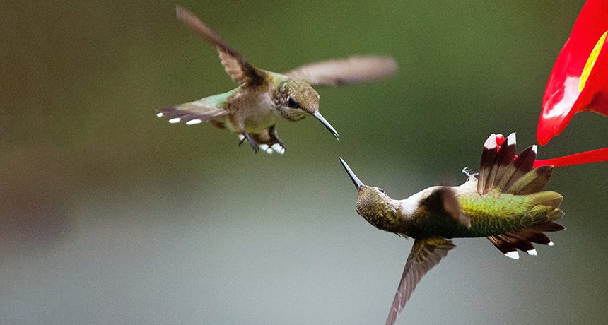 Some male hummingbirds wield their bills as weapons