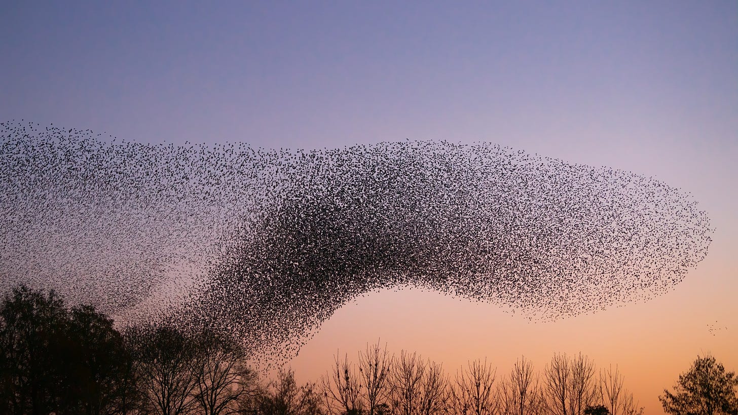 Why do flocks of birds swoop and swirl together in the sky? A biologist  explains the science of murmurations | KRQE News 13