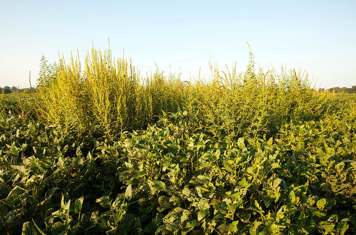 Palmer Pigweed soybean, Glysophate resistant, in a field