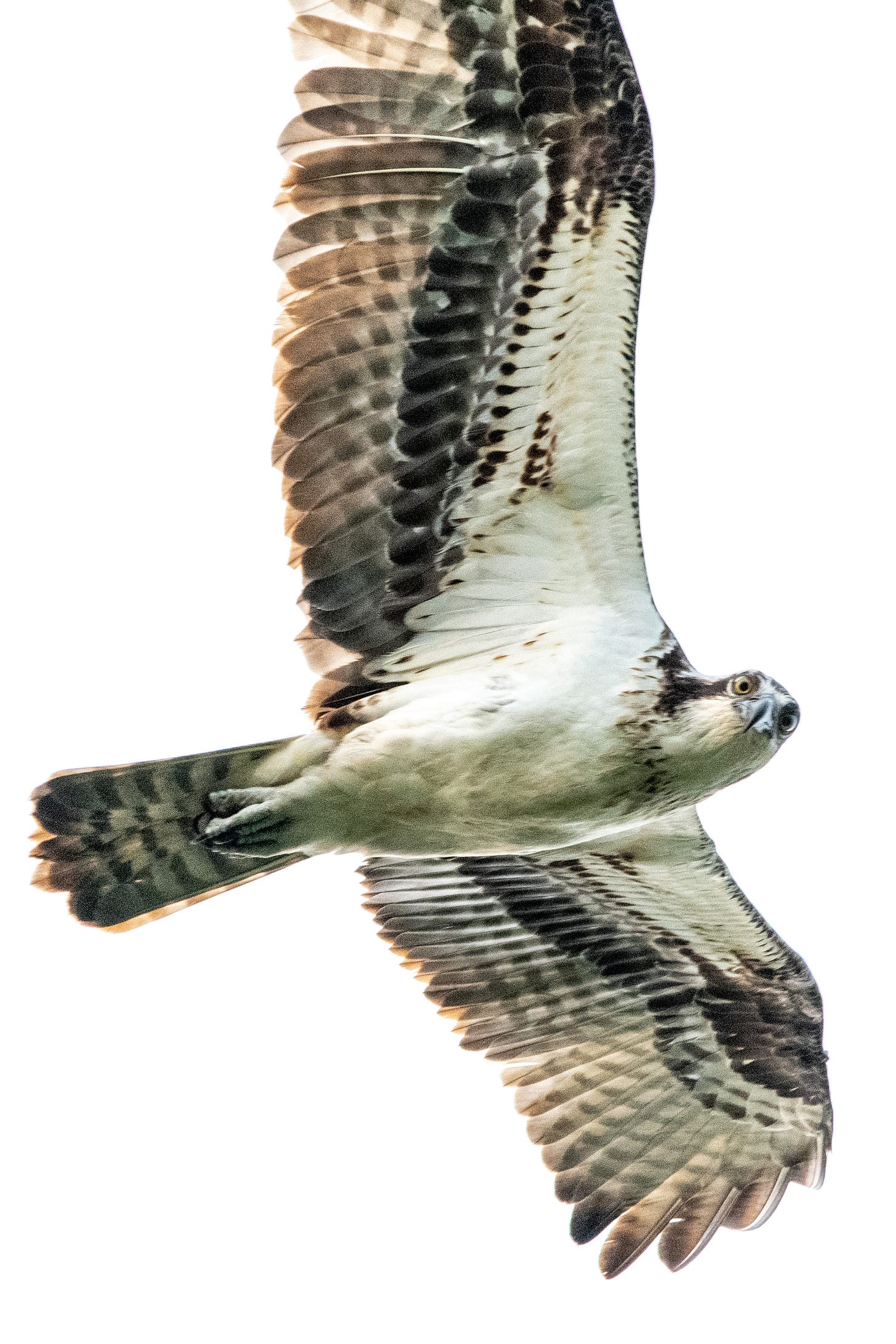 A close-up of an osprey flying by, with a googly-eyed look