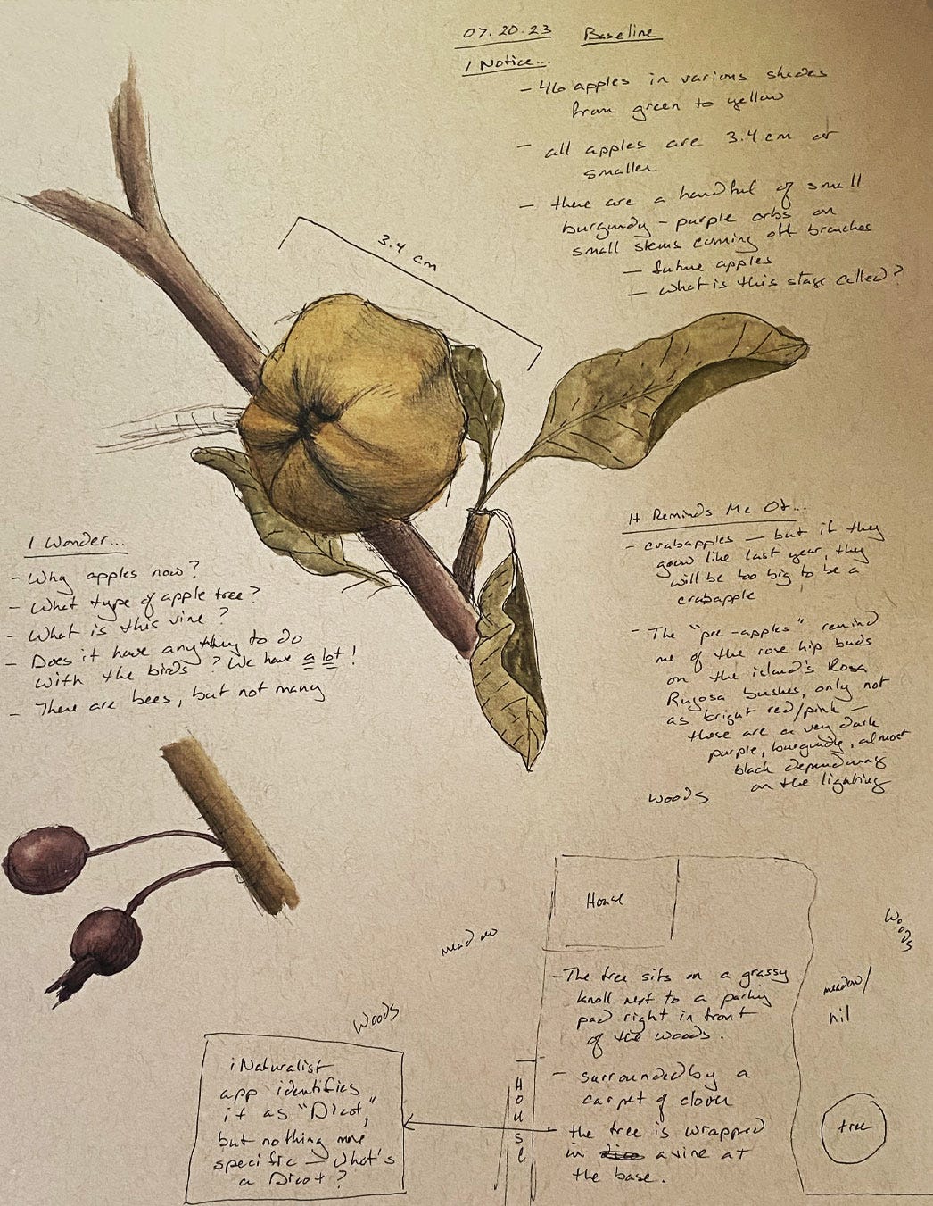 nature journal page of apple tree