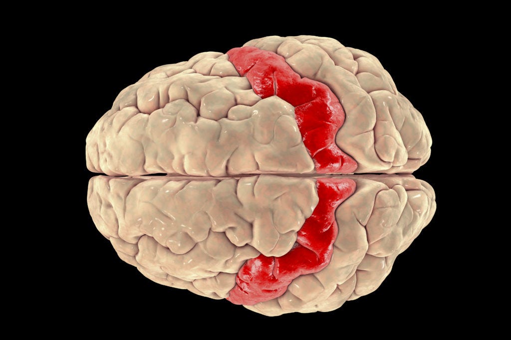 brain movement and action