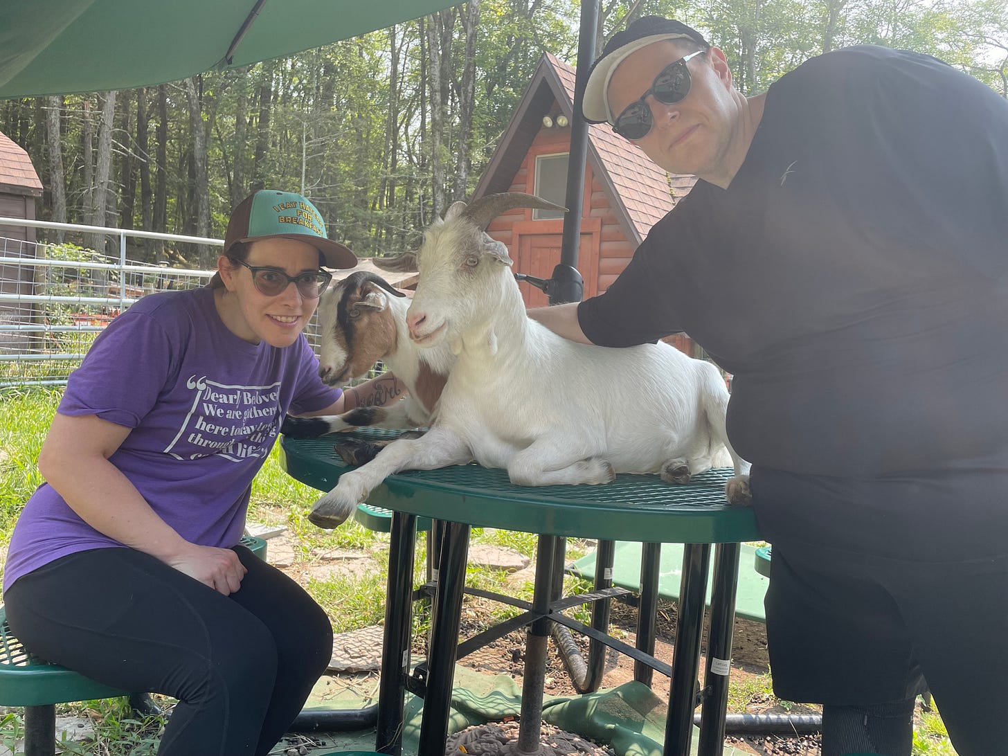 woman and man smiling at table with two goats sitting on it