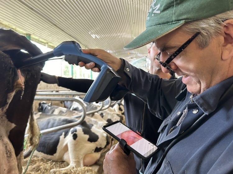 The equipment is designed so that one person can inseminate alone. The camera hanging from Bernard's neck helps him aim the inseminator inside the cow's vagina.