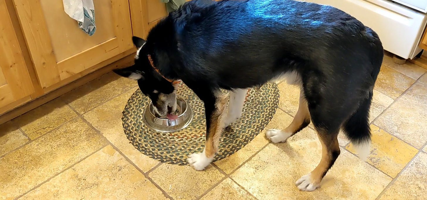 Dog eagerly polishing off his dinner