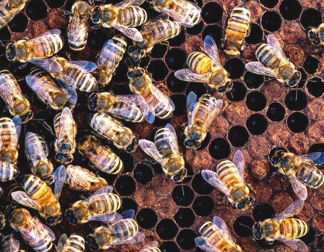 a bunch of bees that are on a piece of metal