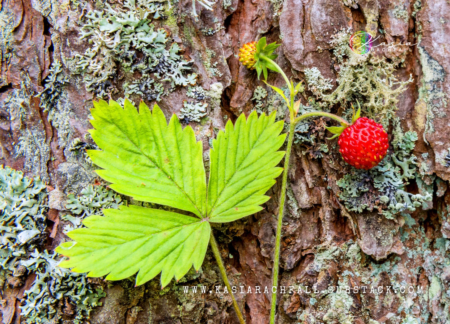 Raw Writing Sunday 5 by Kasia Rachfall