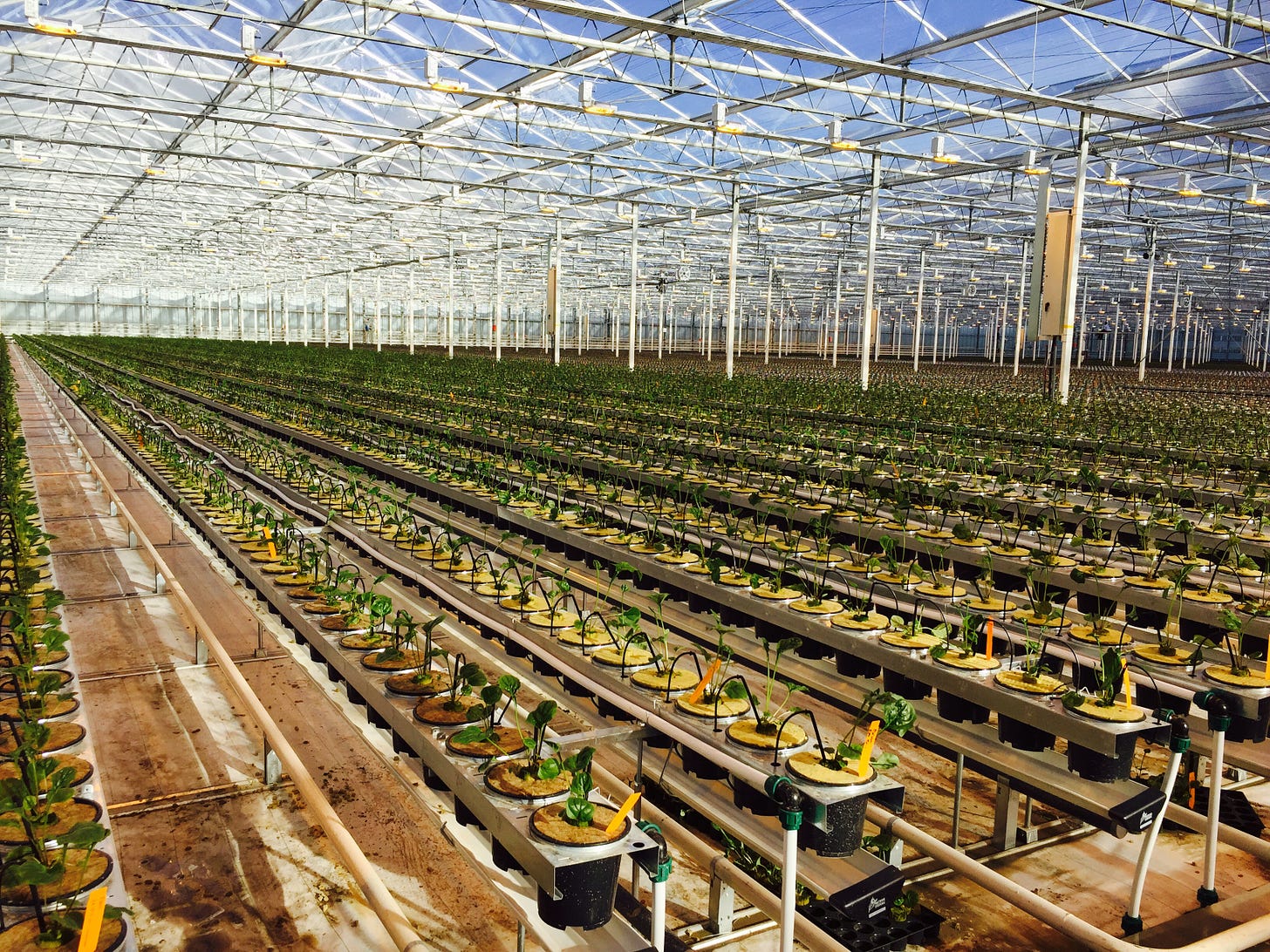 A vast greenhouse with a hydroponics system under a transparent roof, showing extensive rows of young plants in nutrient-filled containers, illustrating advanced agricultural technology in a controlled environment