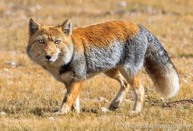 Tibetan Fox | Unsung Animals Wiki | Fandom