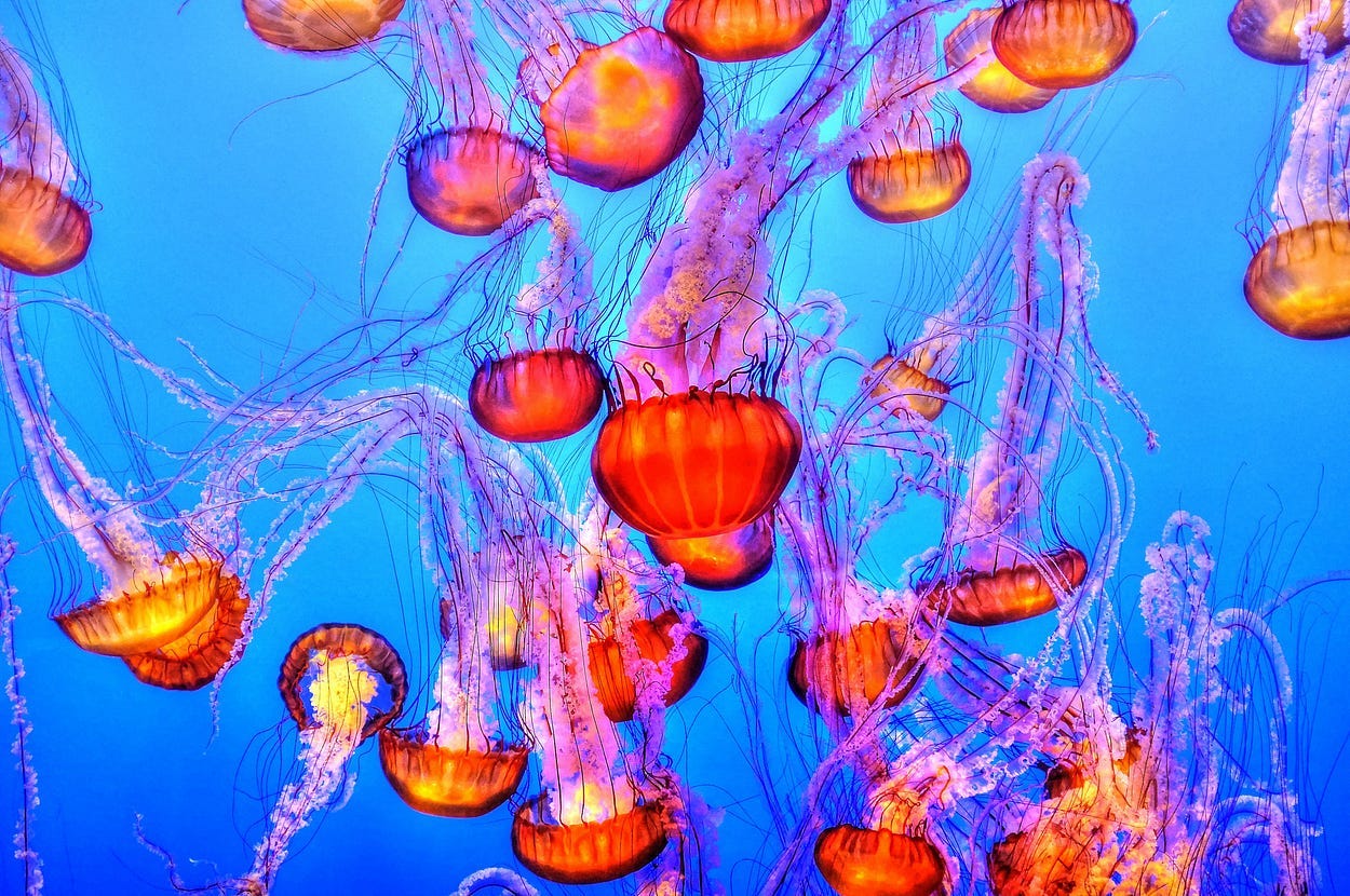 bright orange jellyfish with pink tentacles against a bright blue backdrop.