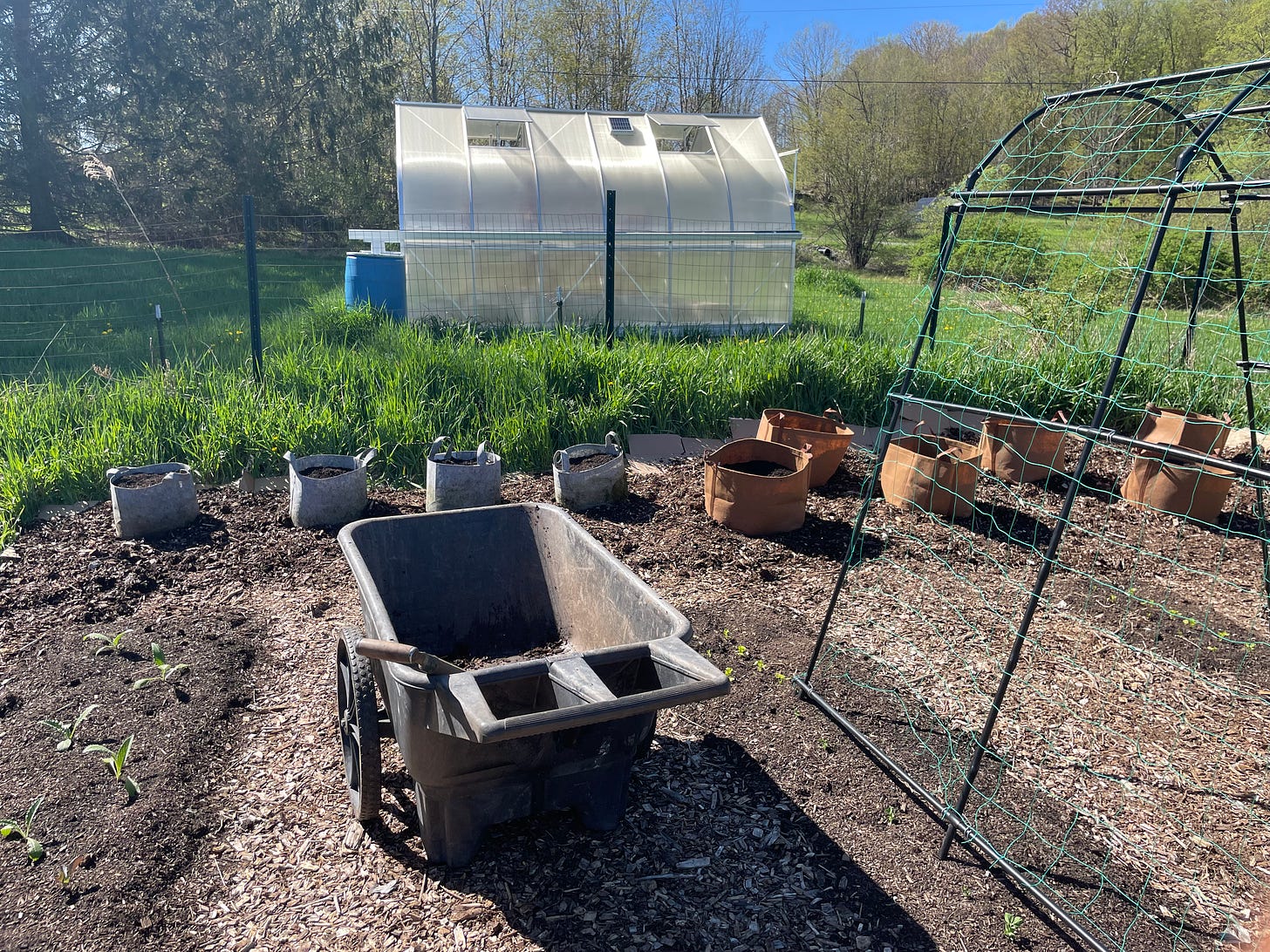 Sandy's garden, with grow bins, a wheelbarrow and mulch between rows, a high trellis, a greenhouse beyond, blue sky, green lawn.