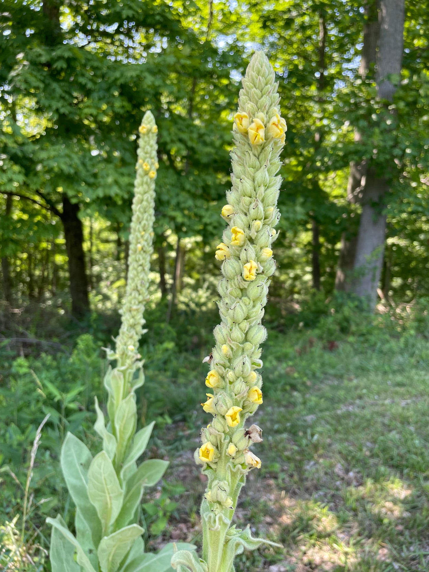 Flowering heads of mullein, Verbascum thapsus 