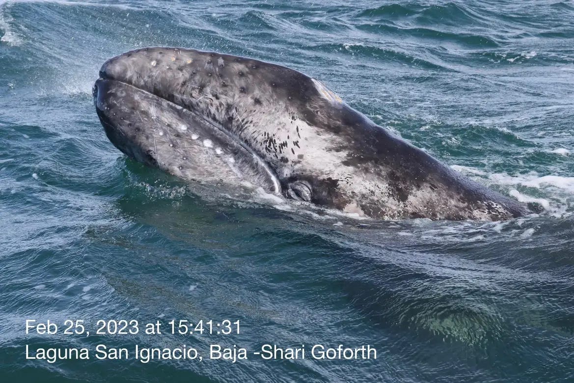 baby gray whale