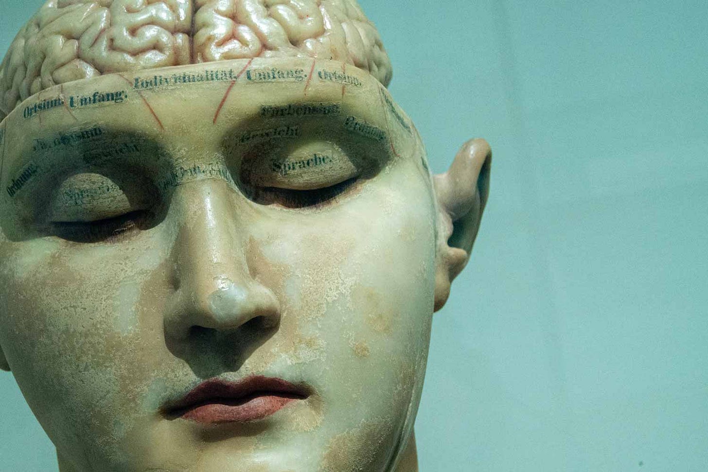 Early twentieth-century ceramic head with brain and labels. Early twentieth-century ceramic head with brain and labels.