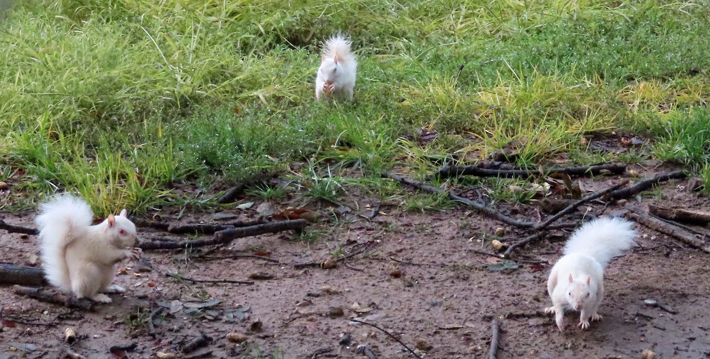 3 white squirrels on the grass