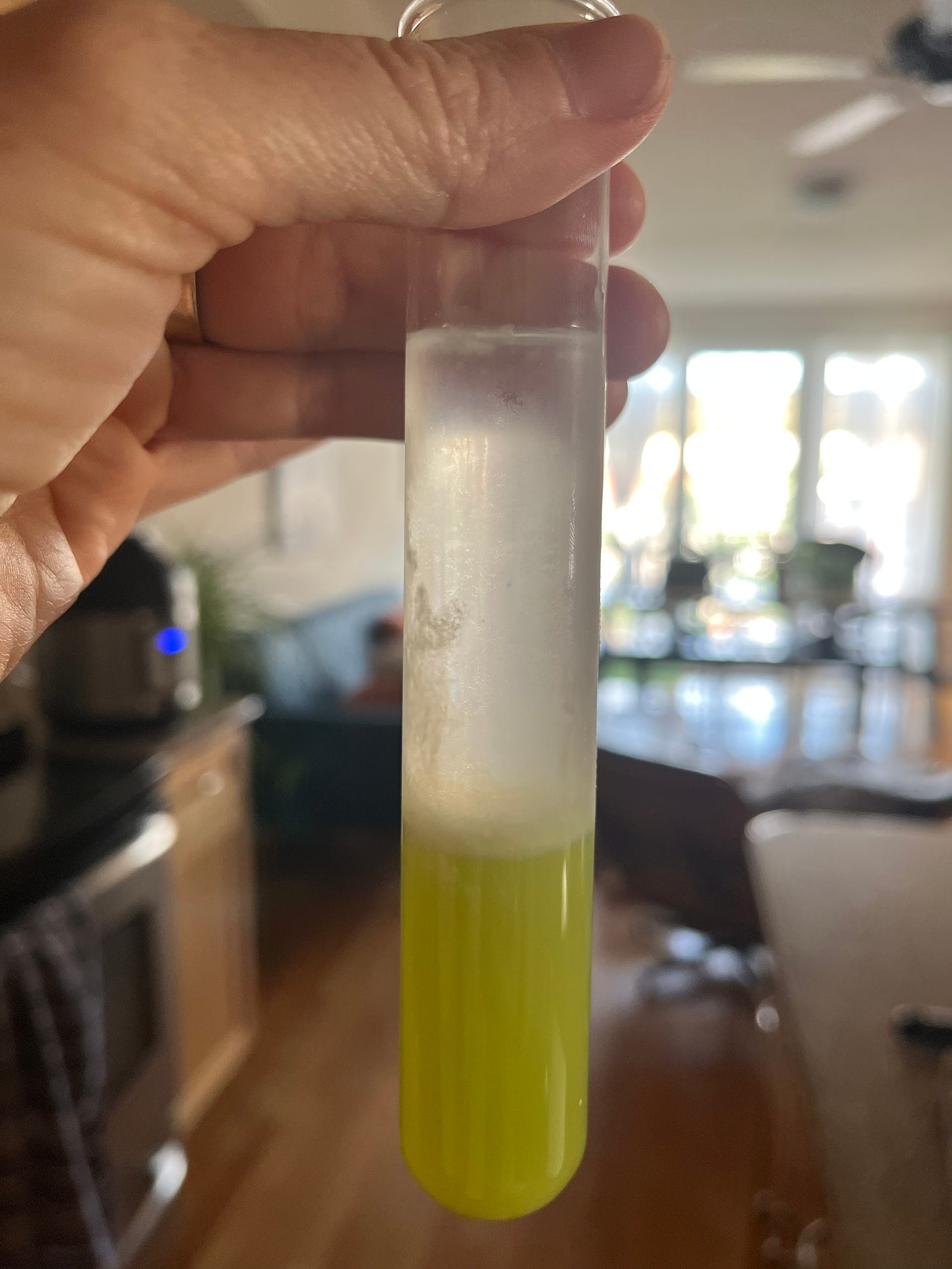 a close up photo of the author holding a test tube with green liquid on the bottom and clear liquid with DNA strands visible at the top