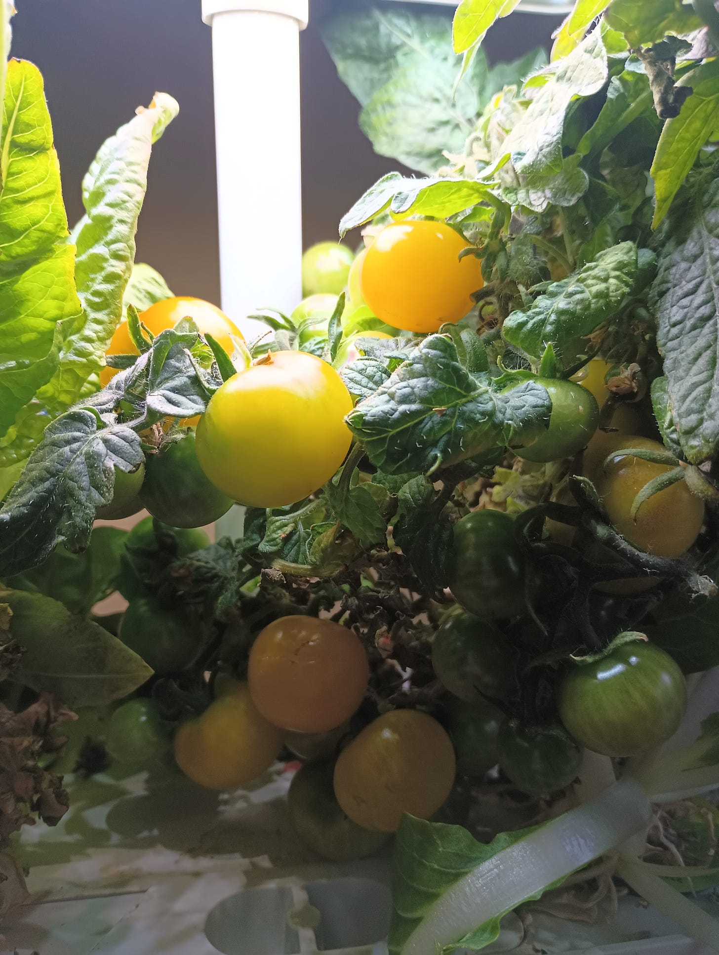 yellow cherry tomatoes in hydroponic garden