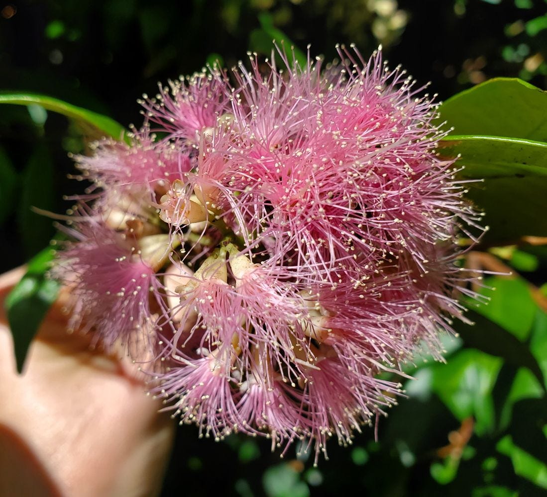 Syzygium luehmanii [flowers] 20221119_143837 sml.jpg