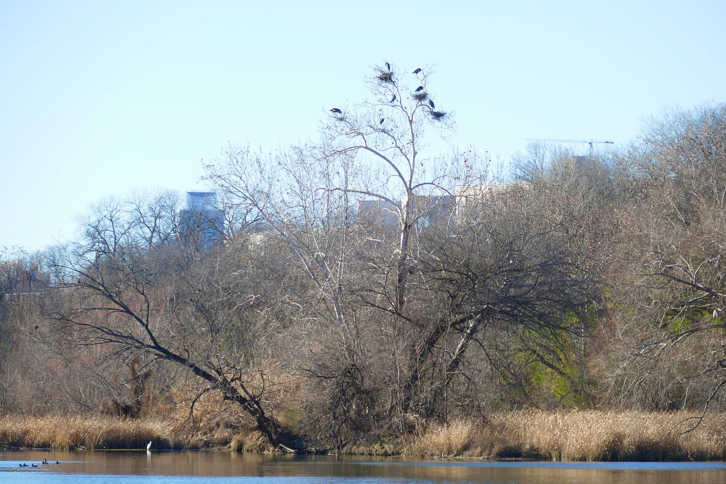 Color photo of herons nested in a tall bare tree at the edge of the river, skyscrapers visible in the background
