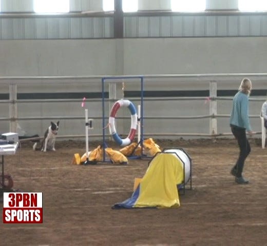 Handler has led out from dog in an agility course, and dog is sitting waiting to be released