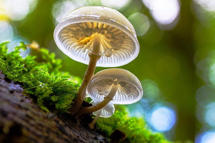 Why fungi might solve the world's problems | The Spectator