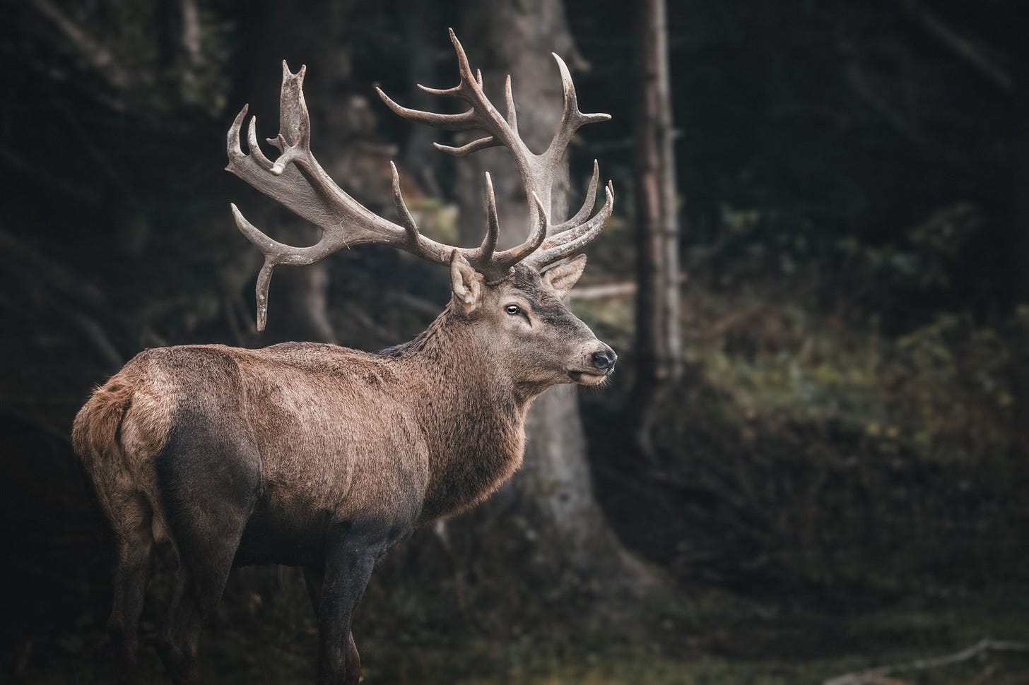 photo of a buck