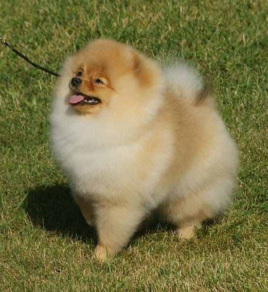 A small orange fluffy Pomeranian with its tongue sticking out against a background of grass