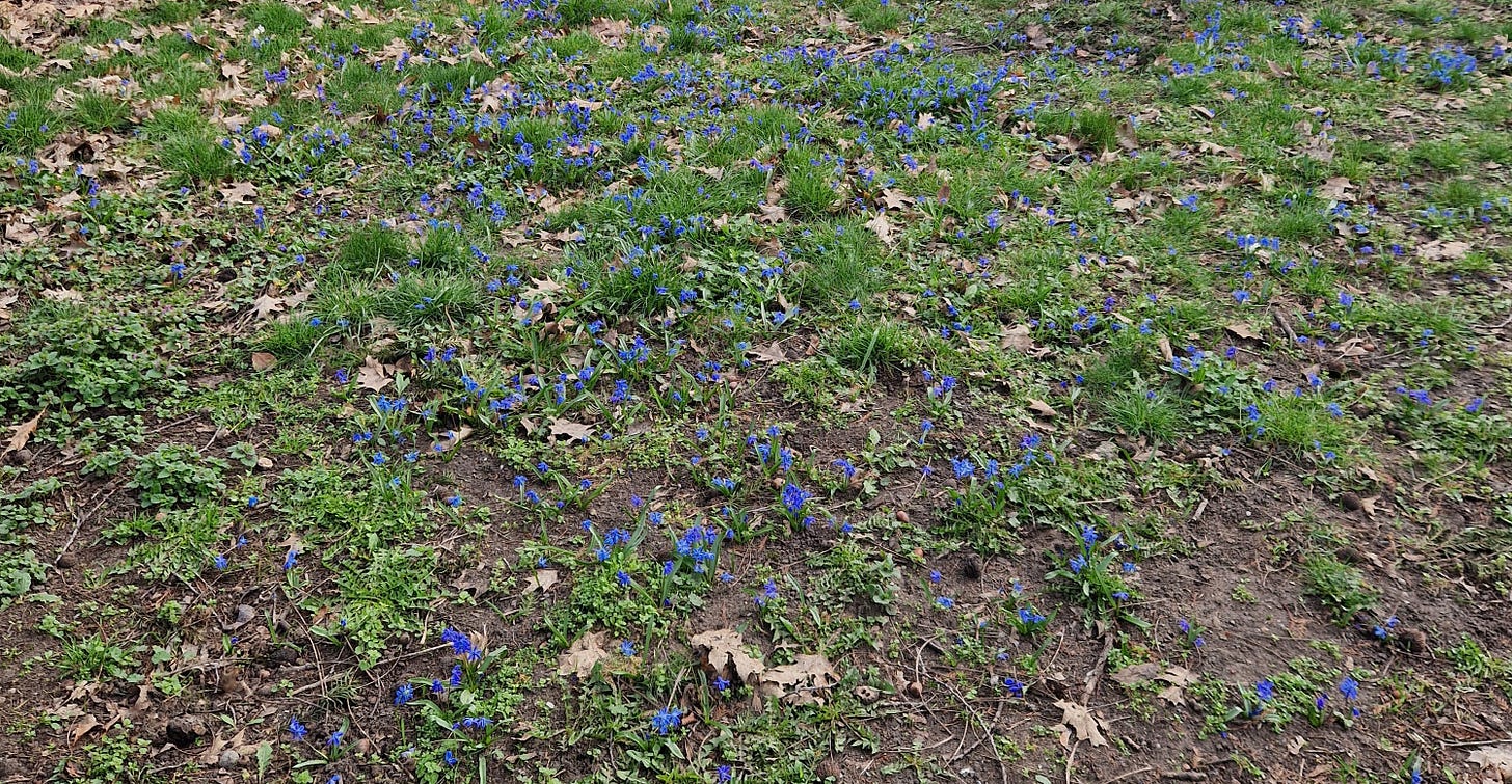 A patch of ground, mostly brown and green but with small blue flowers scattered all over.