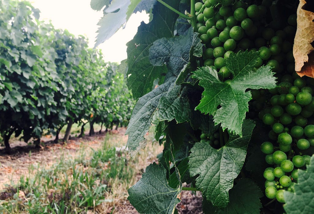 Grape vines in lyre trellis