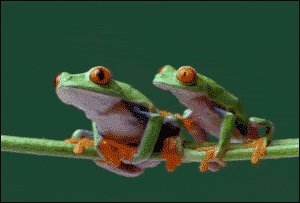 Two frogs are sitting next to each other on a green branch. The one on the right takes a few steps to begin standing on top of the other frog. Both frogs quickly fall off the branch, with the frog underneath trying to hold on, losing the grip of one toe at a time. Two frogs are sitting next to each other on a green branch. The one on the right takes a few steps to begin standing on top of the other frog. Both frogs quickly fall off the branch, with the frog underneath trying to hold on, losing the grip of one toe at a time.
