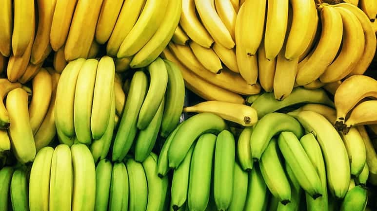 facts about bananas