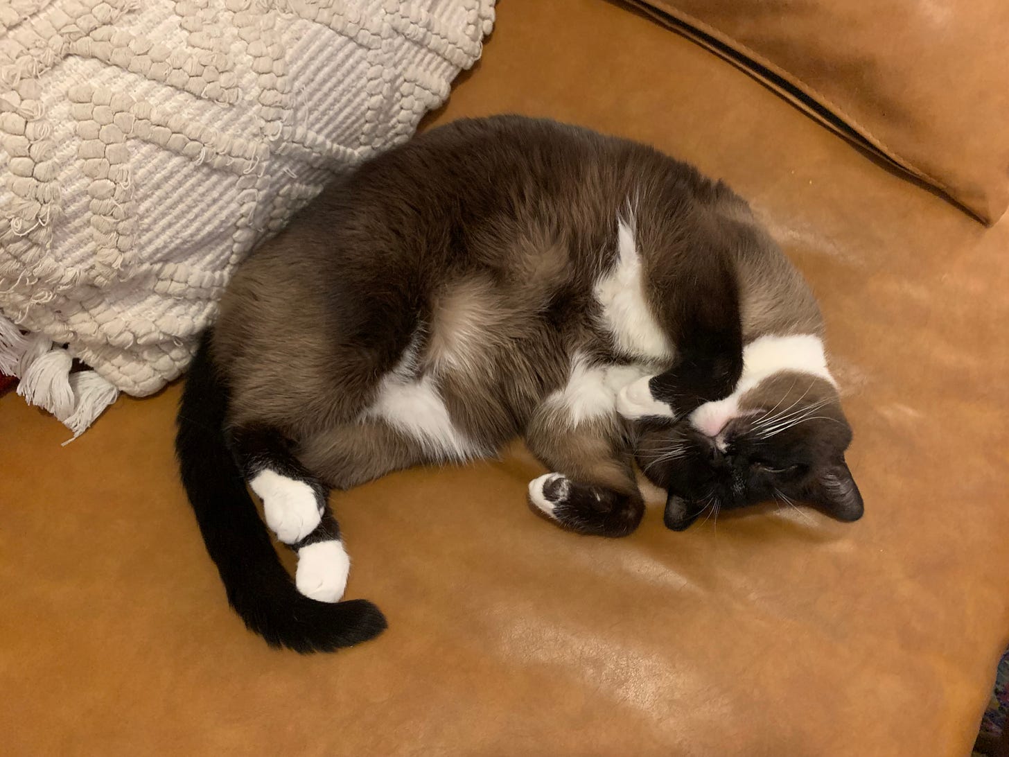 Adorable cat belly-up on a leather couch